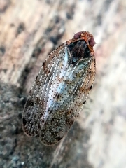 Tachycixius