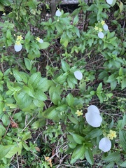 Pseudomussaenda flava
