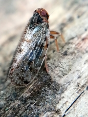 Tachycixius