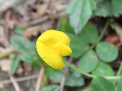 Arachis duranensis