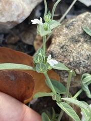 Justicia rhodesiana