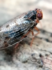 Tachycixius