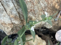 Justicia rhodesiana