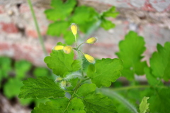Chelidonium majus
