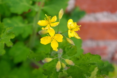 Chelidonium majus