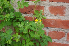 Chelidonium majus