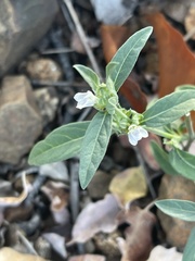 Justicia rhodesiana