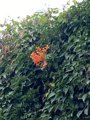 Pyrostegia