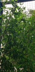 Bambusa balcooa