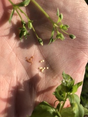 Stellaria apetala