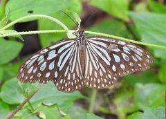 Ideopsis