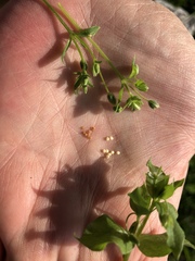 Stellaria apetala