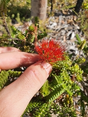 Melaleuca aestiva