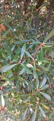 Tasmannia