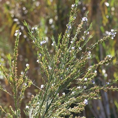 Psoralea filifolia