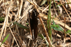 Junonia natalica natalica