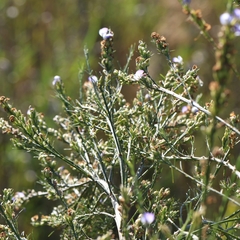 Psoralea filifolia