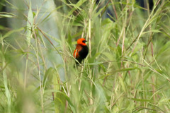 Euplectes hordeaceus