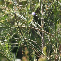 Psoralea filifolia