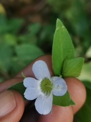 Barleria ventricosa