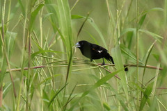 Euplectes albonotatus