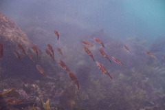 Sepioteuthis australis