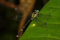 Leptogomphus sauteri formosanus
