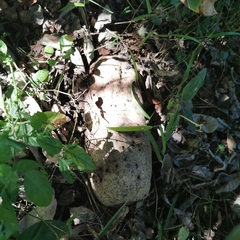 Kigelia africana