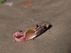 Eumarozia malachitana