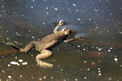 Xenopus