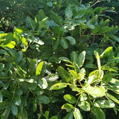Kigelia africana