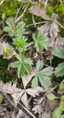 Potentilla thuringiaca
