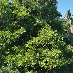 Kigelia africana