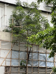 Aquilaria sinensis