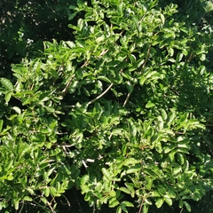 Kigelia africana