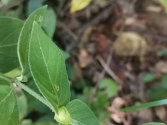 Barleria ventricosa