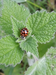 Harmonia axyridis