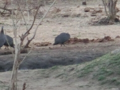 Numida meleagris mitratus