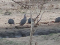 Numida meleagris mitratus