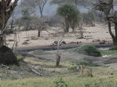 Numida meleagris mitratus