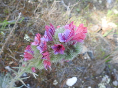 Echium albicans