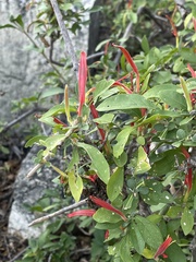 Anisotes rogersii
