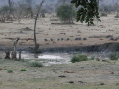 Numida meleagris mitratus