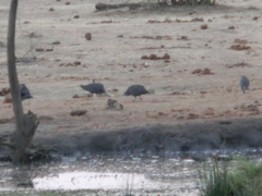 Numida meleagris mitratus