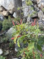 Anisotes rogersii