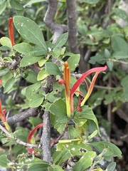 Anisotes rogersii