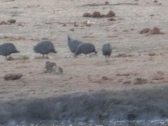 Numida meleagris mitratus