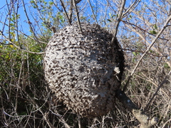 Crematogaster peringueyi