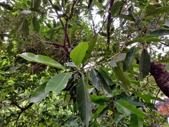 Syzygium levinei