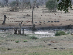 Numida meleagris mitratus